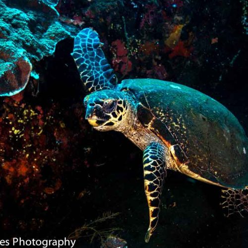 turtle-feeding-gili-selang-amed-fun-dive-bali-diversity