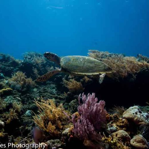 turtle-tulamben-drop-off-reef-fun-dive-bali-diversity