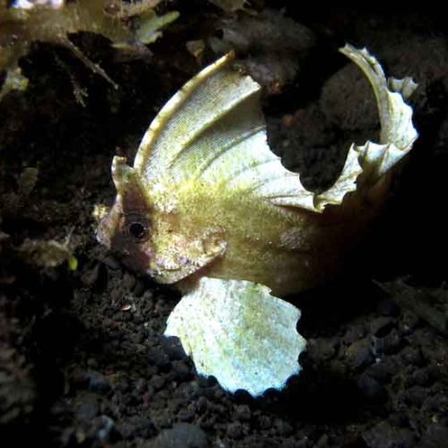 waspfish-photography-fun-dive-seraya-balidiversity