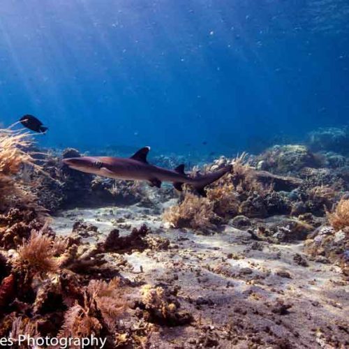 white-tip-reef-shark-photography-gili-selang-fun-dive-balidiversity