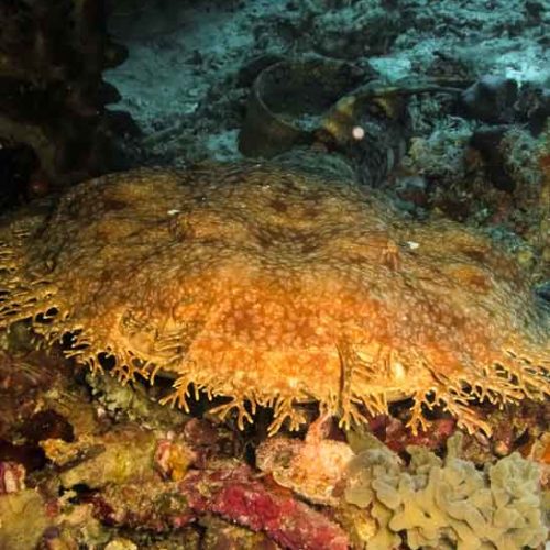 Dive Nusa Penida on our Day Trip to meet up with wobbegong sharks.