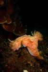 nudiranch-macro-photography-gili-selang-fun-dive-bali-diversity
