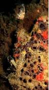 frogfish-head-portrait-lure-macro-photography-fun-dive-seraya-balidiversity