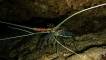 lobster-deep-dive-fun-dive-nusa-penida-bali-diversity-day-trip