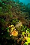 leaf-scorpionfish-photography-japanese-wreck-amed-fun-dive-balidiversity