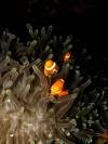 clown-anemonefish-coral-graden-tulamben-fun-diver-balidiversity
