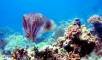 cuttlefish-reef-kubu-fun-dive-balidiversity