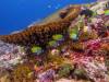 beautiful-reef-nusa-lembongan-best-dive-sites-fun-dives-nusa-penida-bali-diversity-day-trip