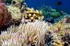 pink-anemonefish-kubu-fun-dive-balidiversity