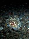 flounder-hiding-night-dive-seraya-bali-diversity