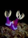 bullocki-nudibranch-mating-macro-photography-seraya-amed-bali-diversity