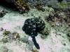 octopus-hunting-lets-go-diving-nusa-penida-bali-diversity-day-trip