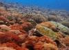 diving-with-turtles-amazing-reefs-best-dive-fun-dives-nusa-penida-bali-diversity-day-trip