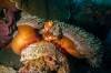 clown-anemonefish-reef-pristine-gili-selang-photography-wide-angle-amed-bali-diversity