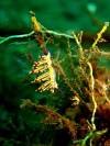 nudibranch-macro-photography-fun-dive-seraya-balidiversity