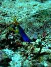 female-ribbon-eel-moray-gili-selang-fun-dive-bali-diversity